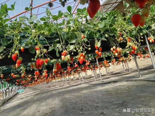 無土栽培與果蔬前沿種植技術培訓 苗木種植的未來之路